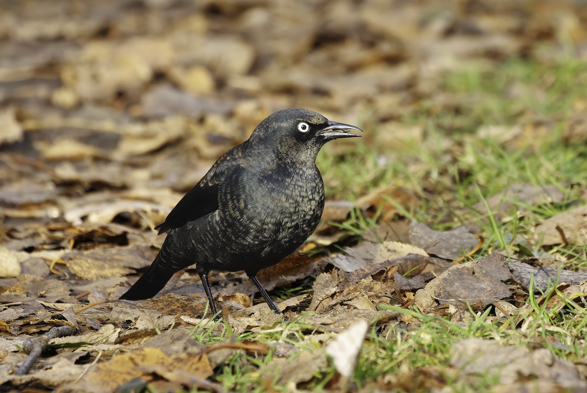 Rusty Blackbird - ML645601283