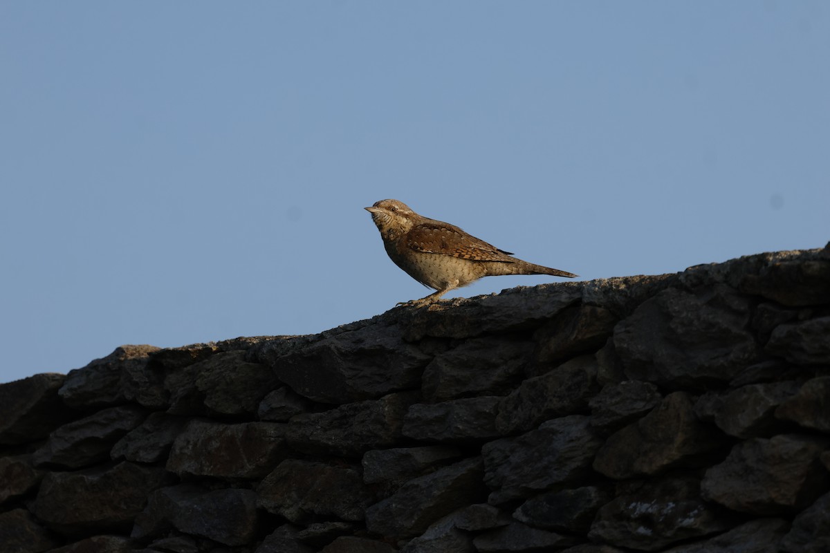 סבראש - ML645601288