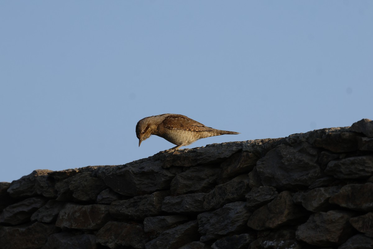 סבראש - ML645601289