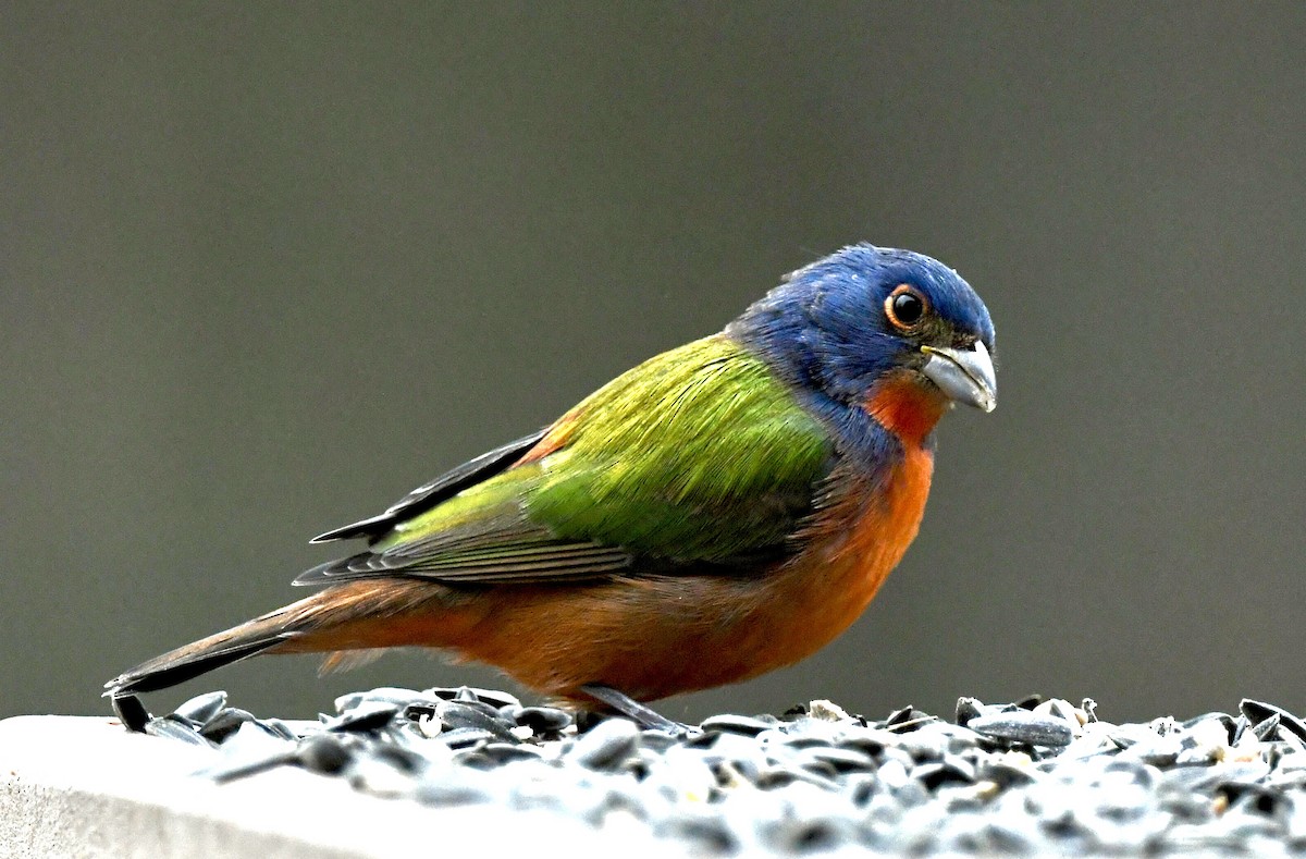 Painted Bunting - ML645601296
