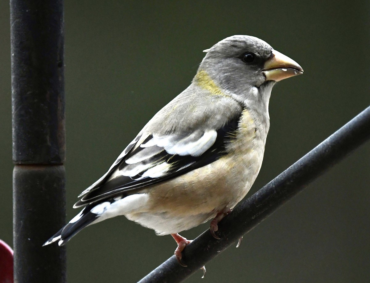 Evening Grosbeak - ML645601304
