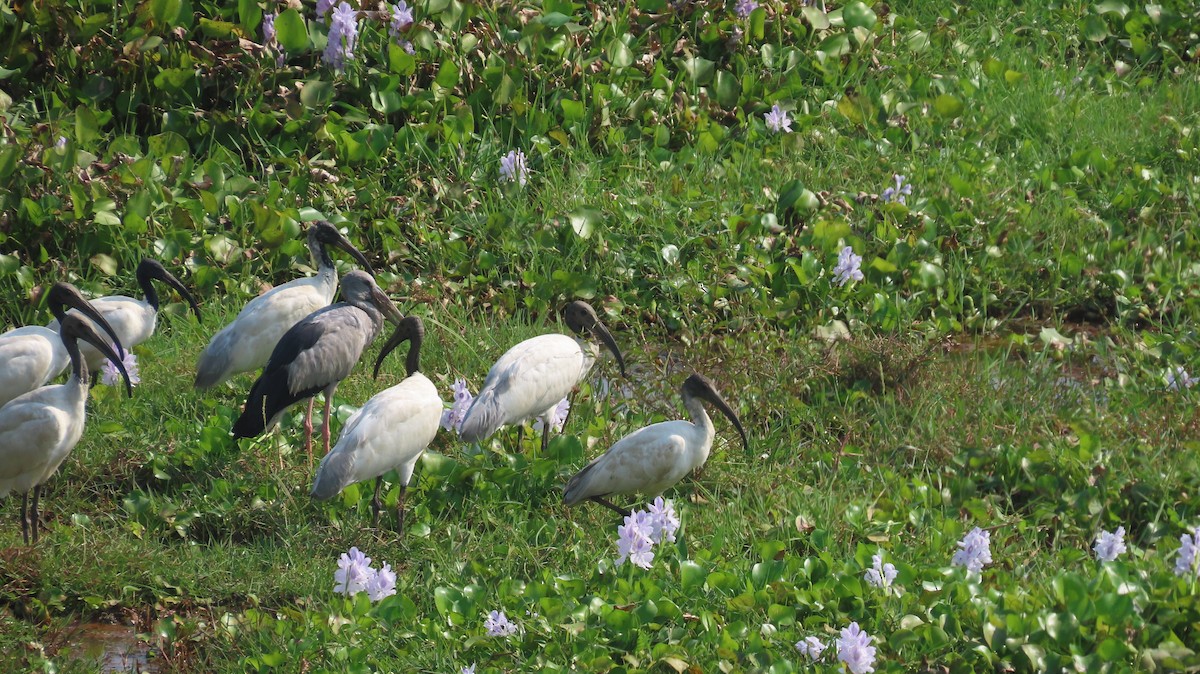 Asian Openbill - ML645601311