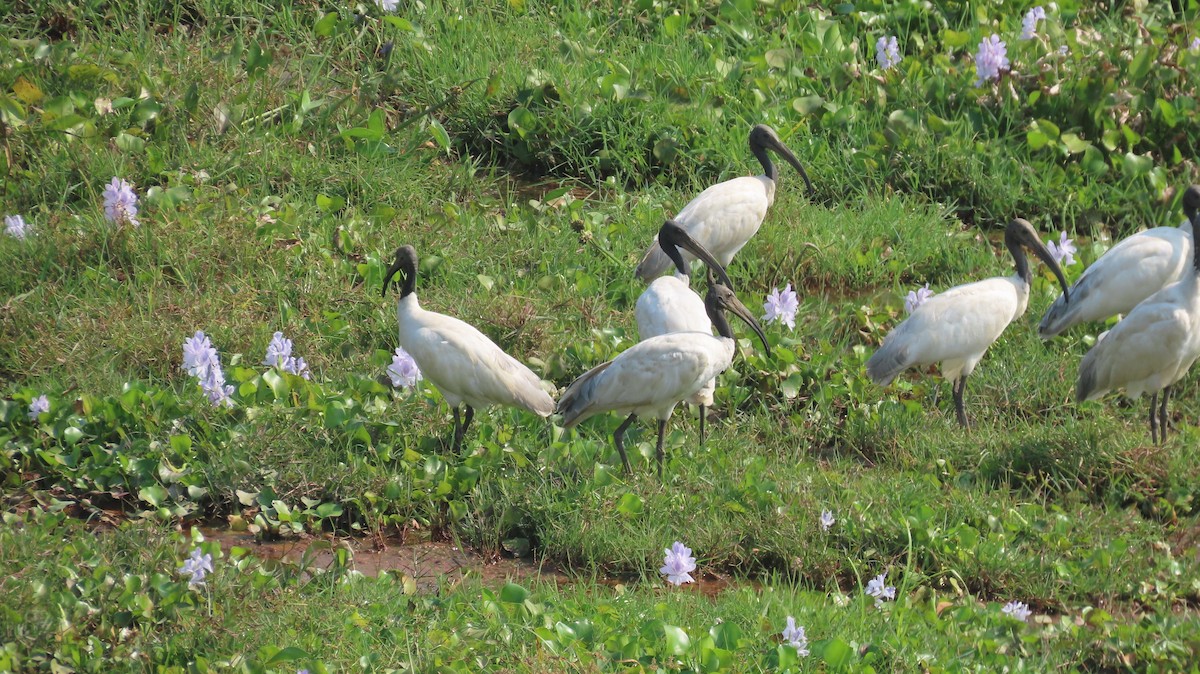 Black-headed Ibis - ML645601316