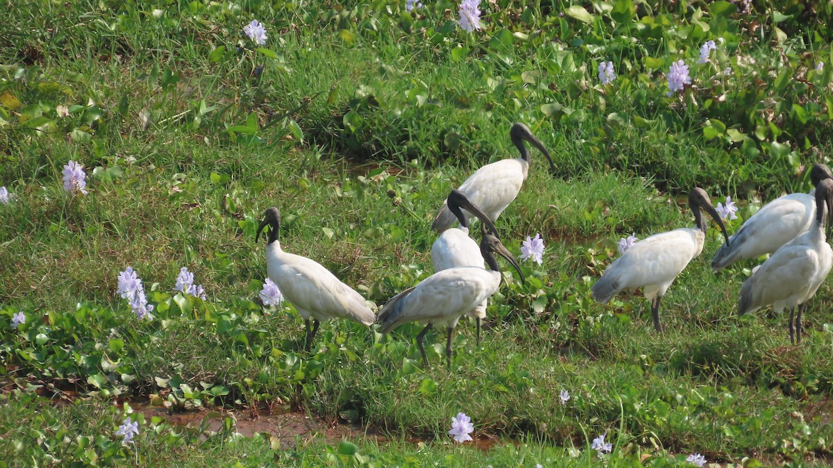 Black-headed Ibis - ML645601317