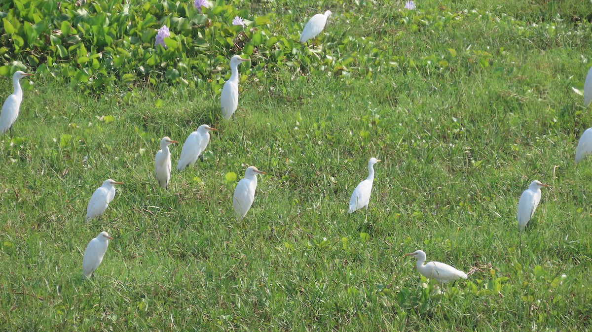 Eastern Cattle-Egret - ML645601319