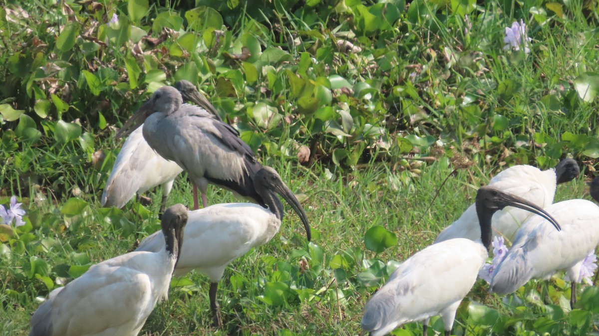 Asian Openbill - ML645601321
