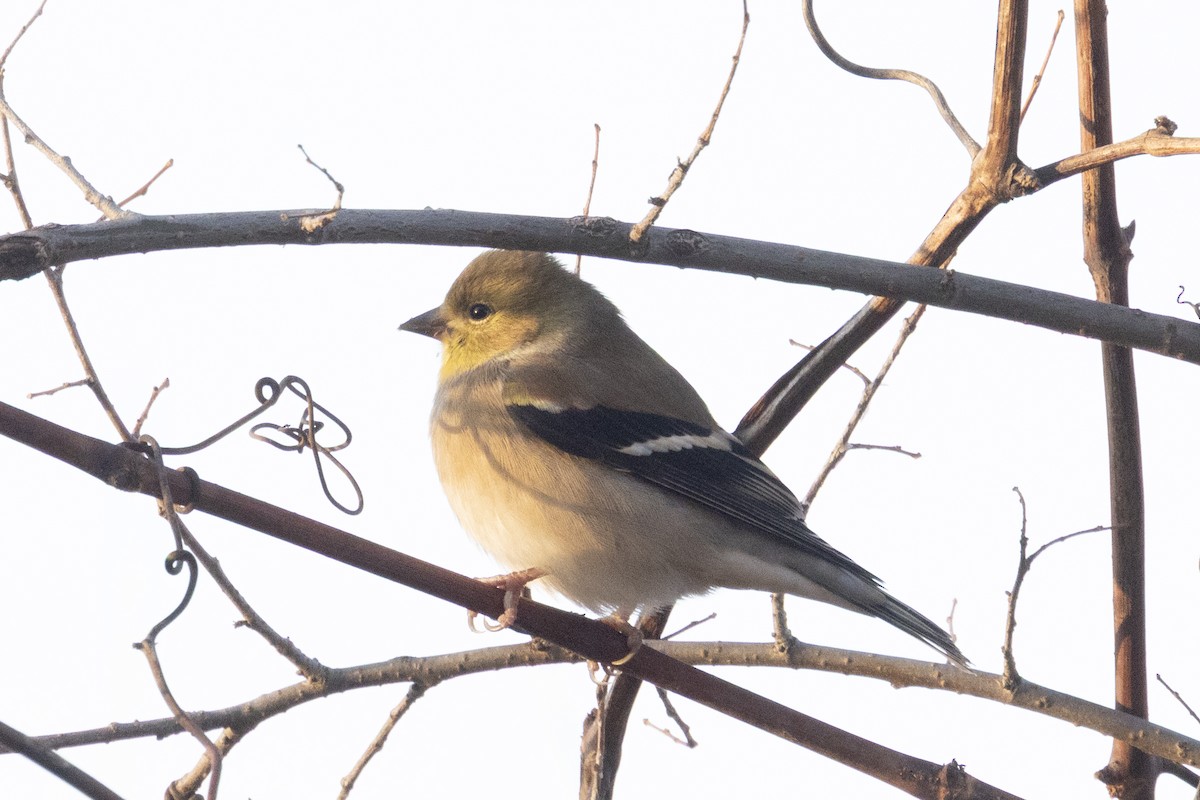 American Goldfinch - ML645601347