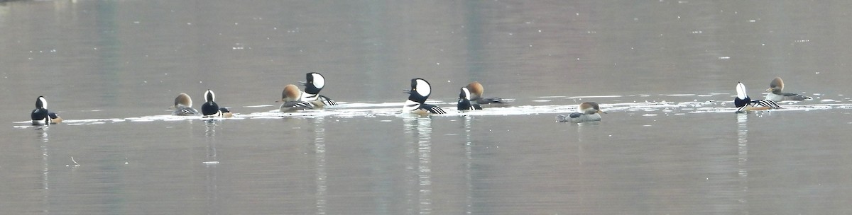 Hooded Merganser - ML645601349