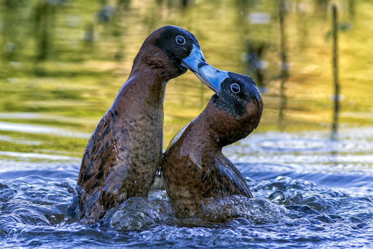Masked Duck - ML645601351