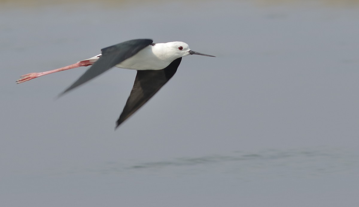 Zankaluze eurasiarra - ML645601360