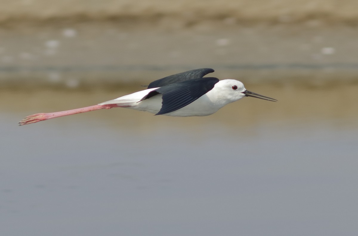 Zankaluze eurasiarra - ML645601361