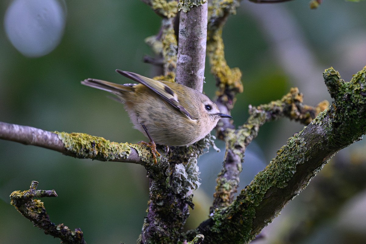 Goldcrest - ML645601362