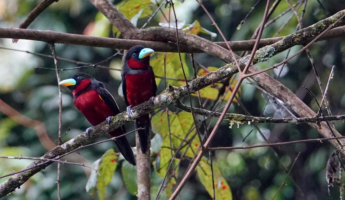 Black-and-red Broadbill - ML645601367