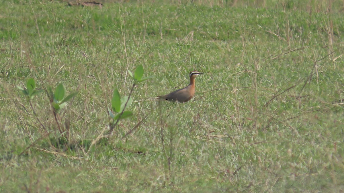 Indian Courser - ML645601381