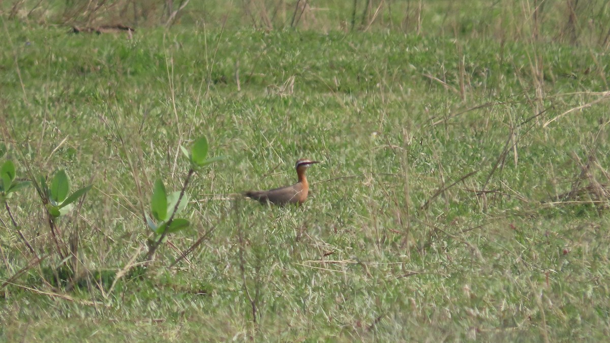 Indian Courser - ML645601382