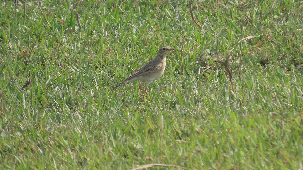 Paddyfield Pipit - ML645601392