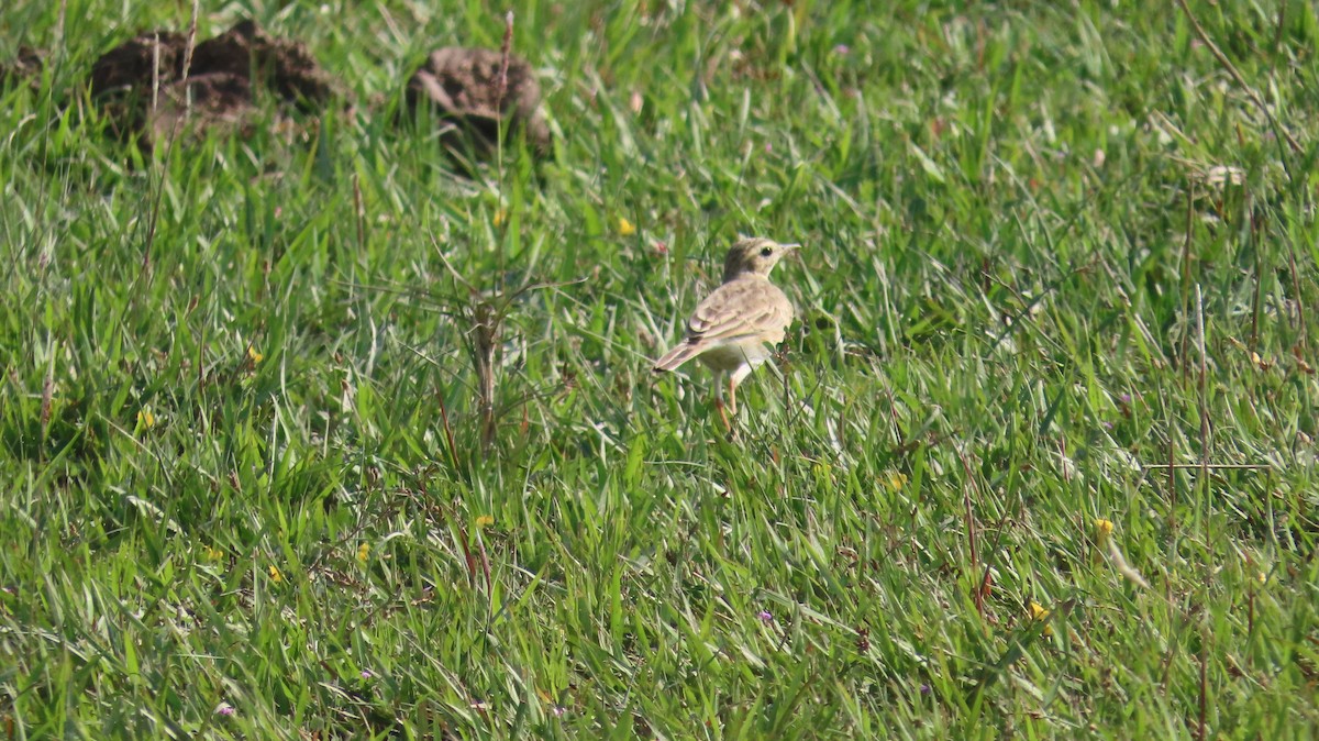 Paddyfield Pipit - ML645601393