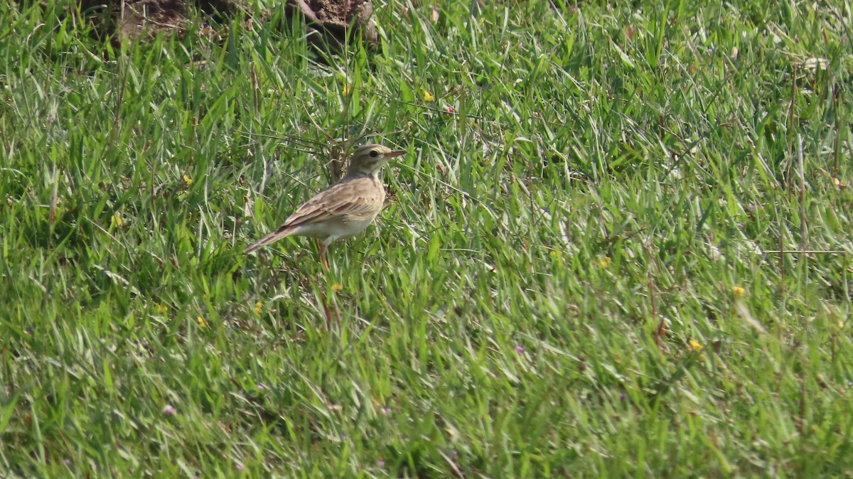 Paddyfield Pipit - ML645601394