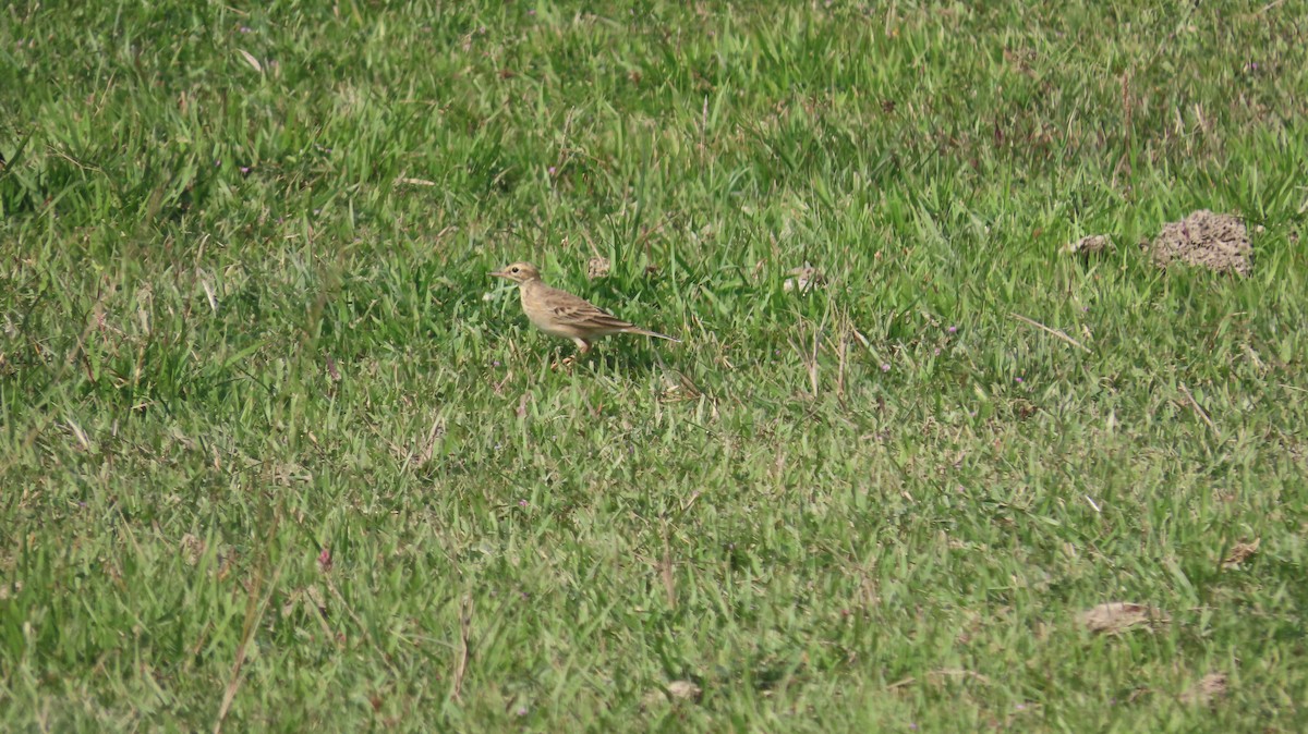 Blyth's Pipit - ML645601411
