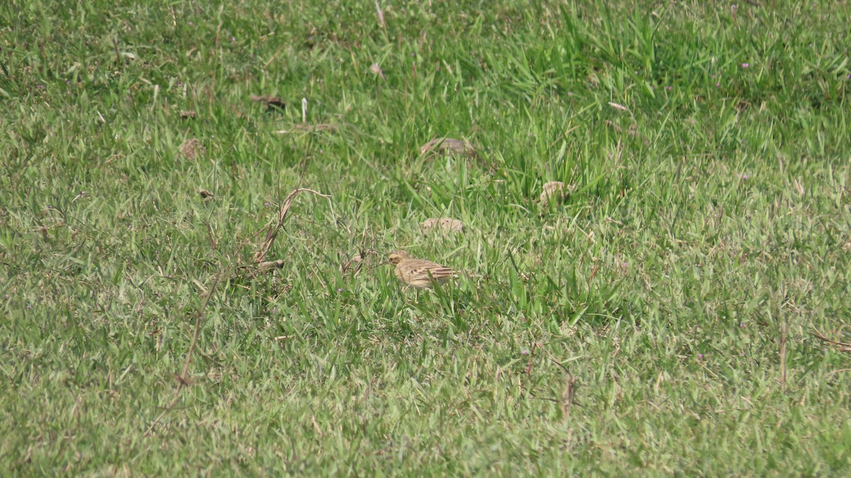 Blyth's Pipit - ML645601412