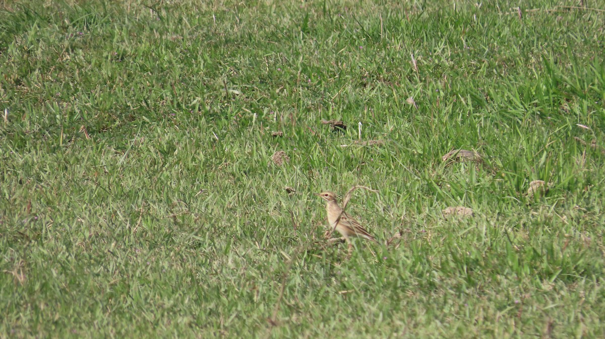 Blyth's Pipit - ML645601413