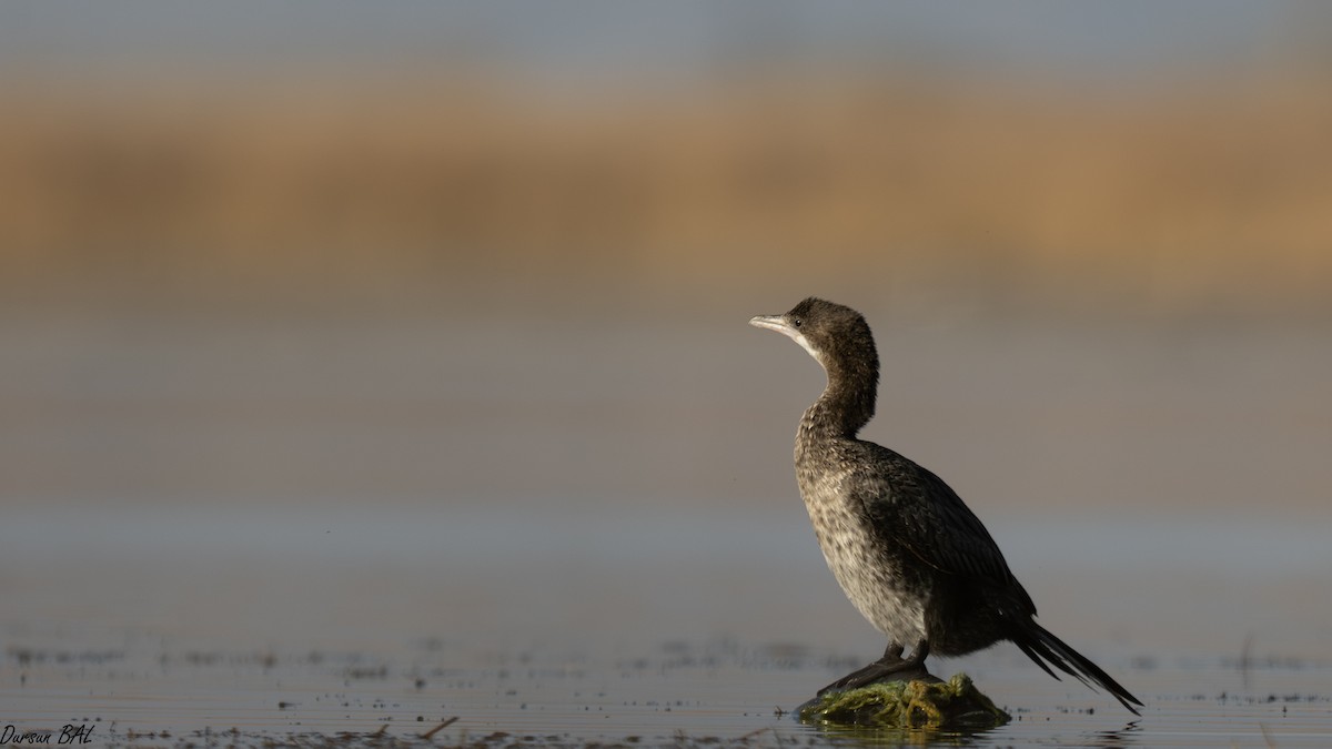 Ubarroi txikia - ML645601414