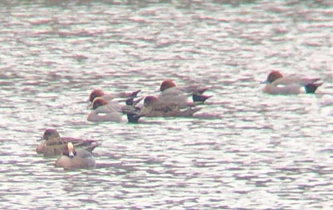 Зээрд нугас - ML645601424