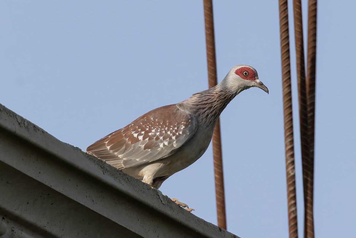 Speckled Pigeon - ML645601427
