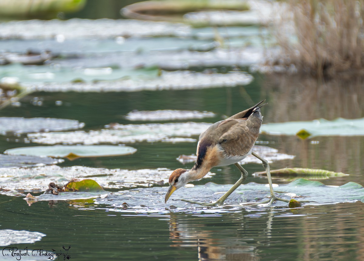 ostnák hnědoocasý - ML645601435