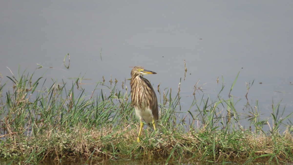 Indian Pond-Heron - ML645601436