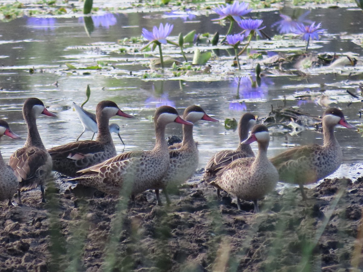Red-billed Duck - ML645601443