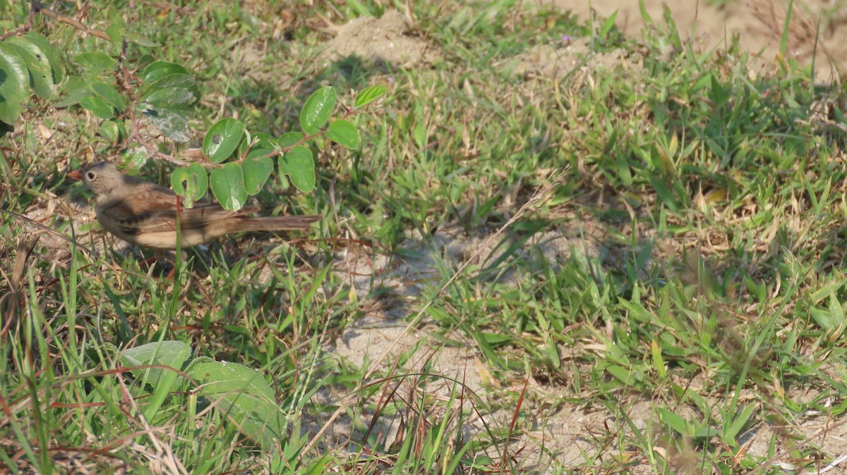 Gray-necked Bunting - ML645601447