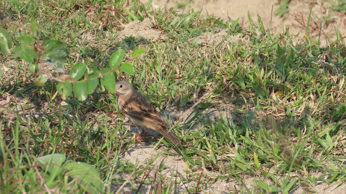 Gray-necked Bunting - ML645601448