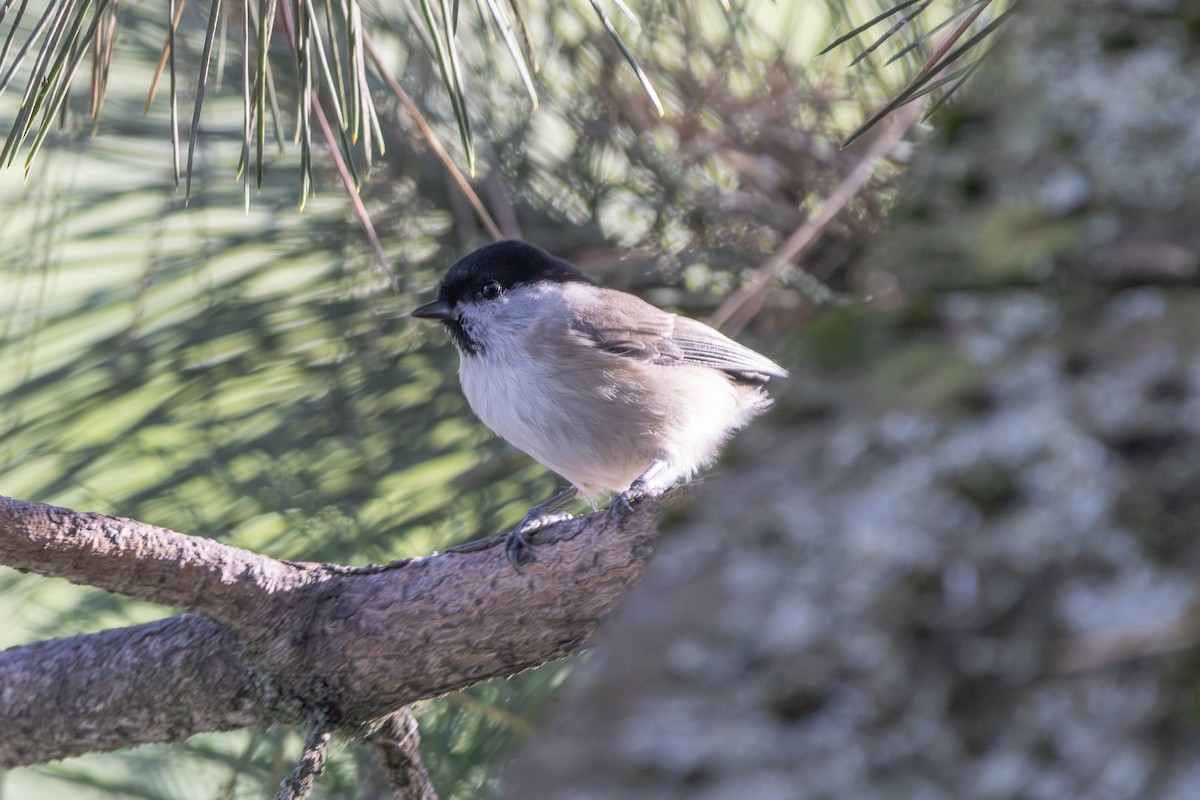 Пухляк - ML645601452