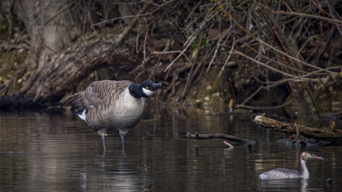 Canada Goose - ML645601455