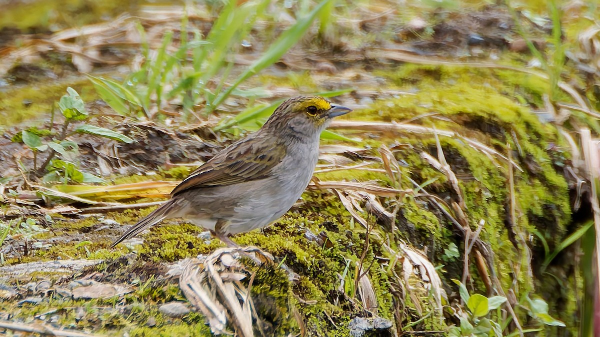 Yellow-browed Sparrow - ML645601456