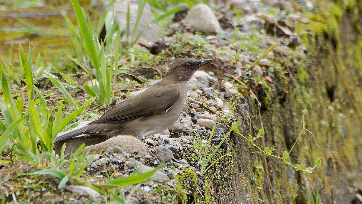 Black-billed Thrush - ML645601460