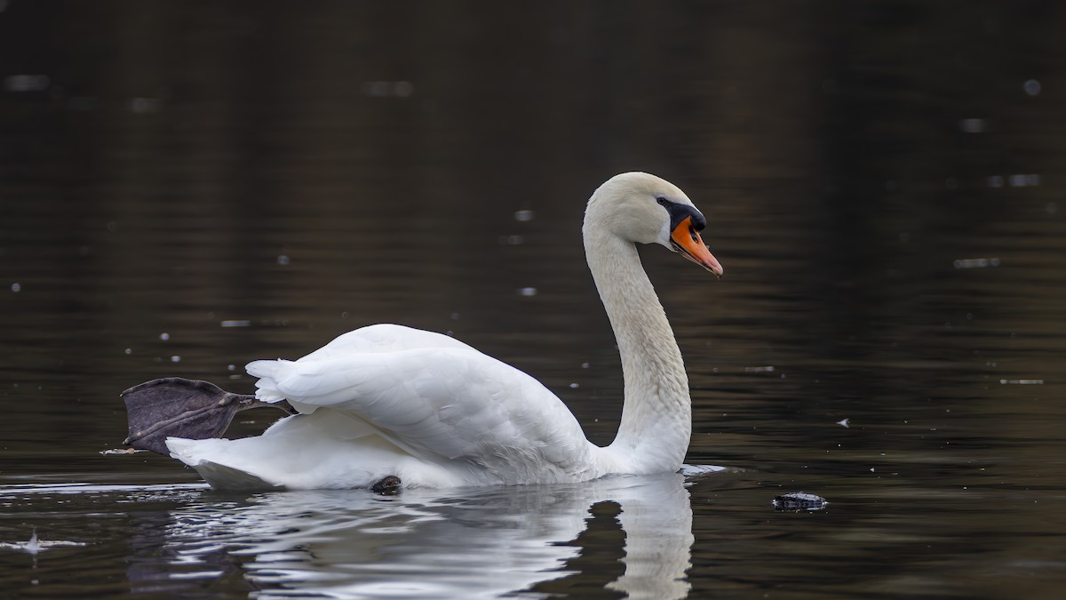 疣鼻天鵝 - ML645601466