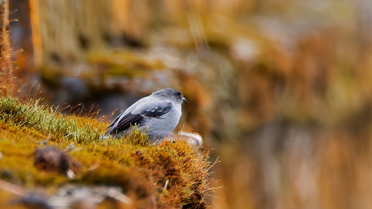 Torrent Tyrannulet - ML645601468