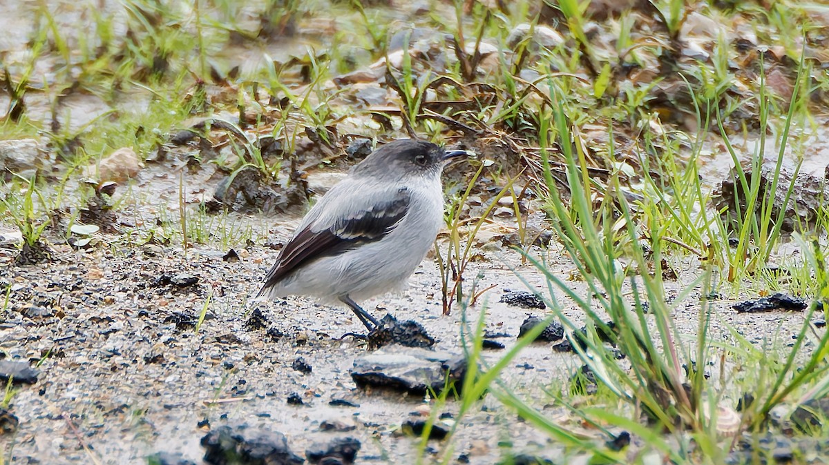 Torrent Tyrannulet - ML645601470