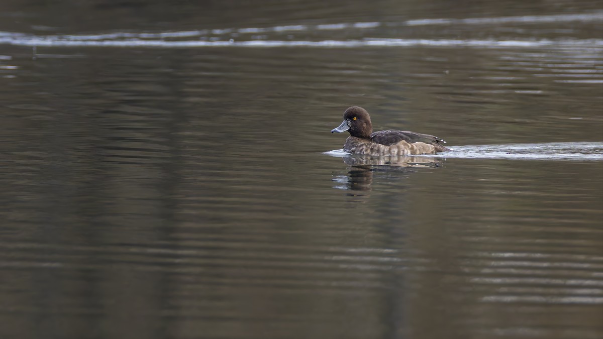 鳳頭潛鴨 - ML645601472