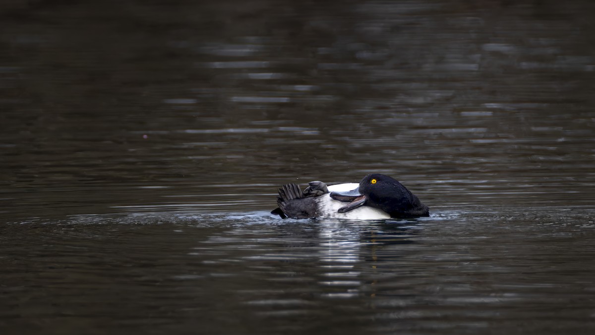 鳳頭潛鴨 - ML645601473