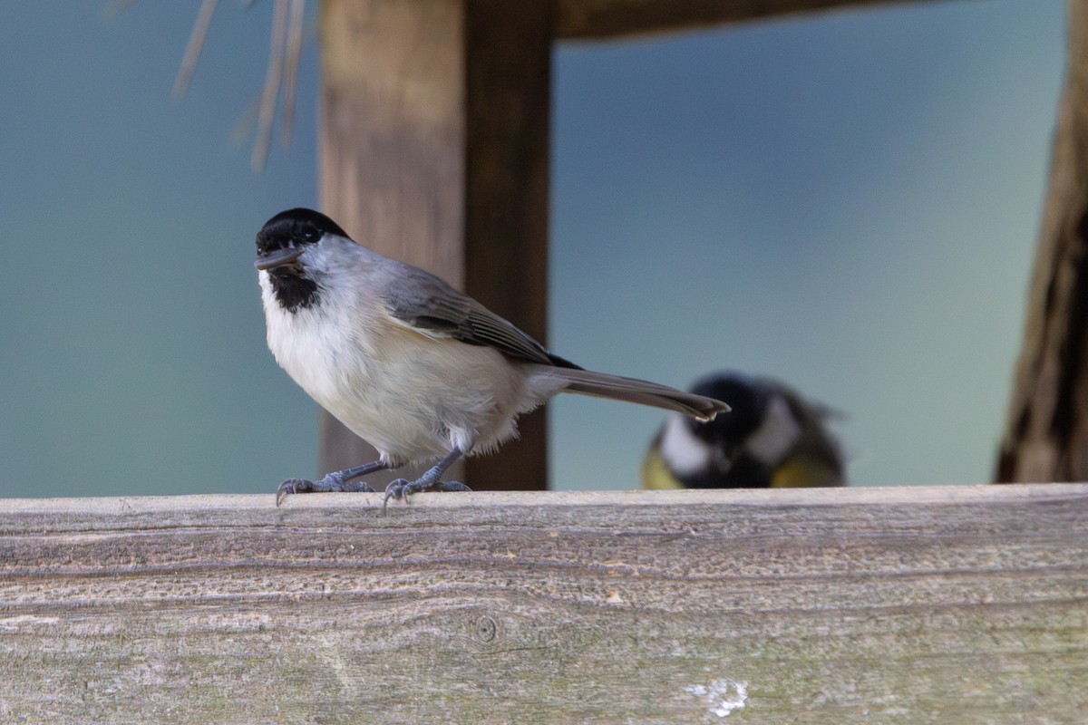 Пухляк - ML645601479