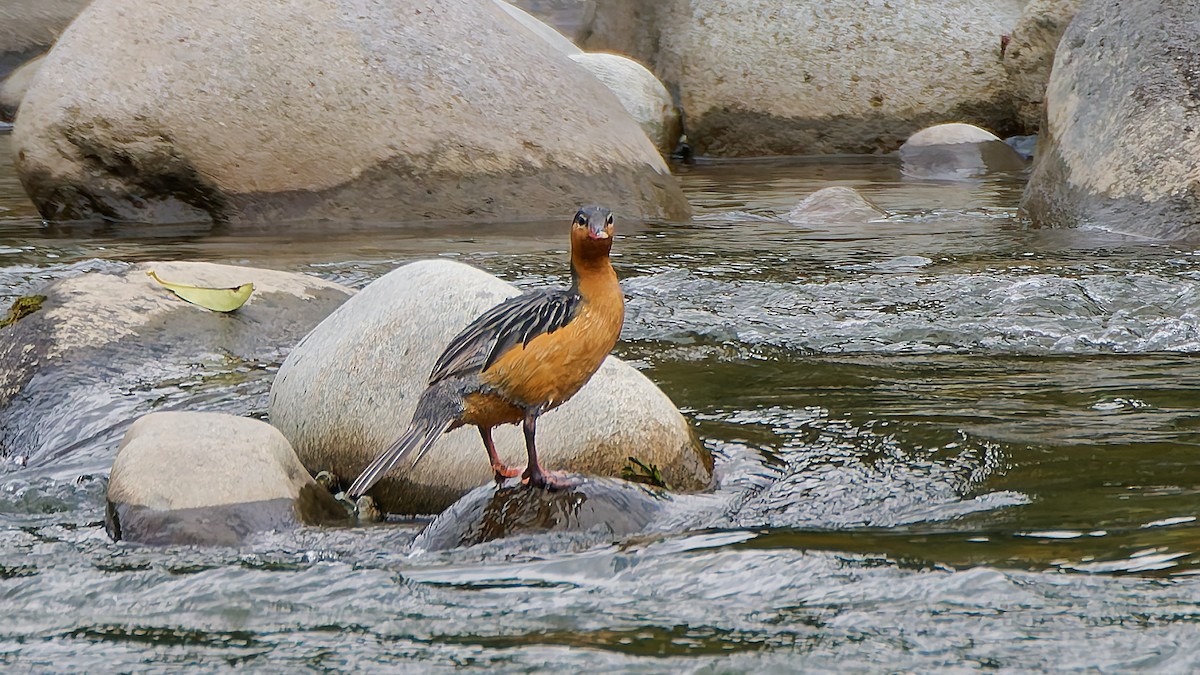 Torrent Duck - ML645601480