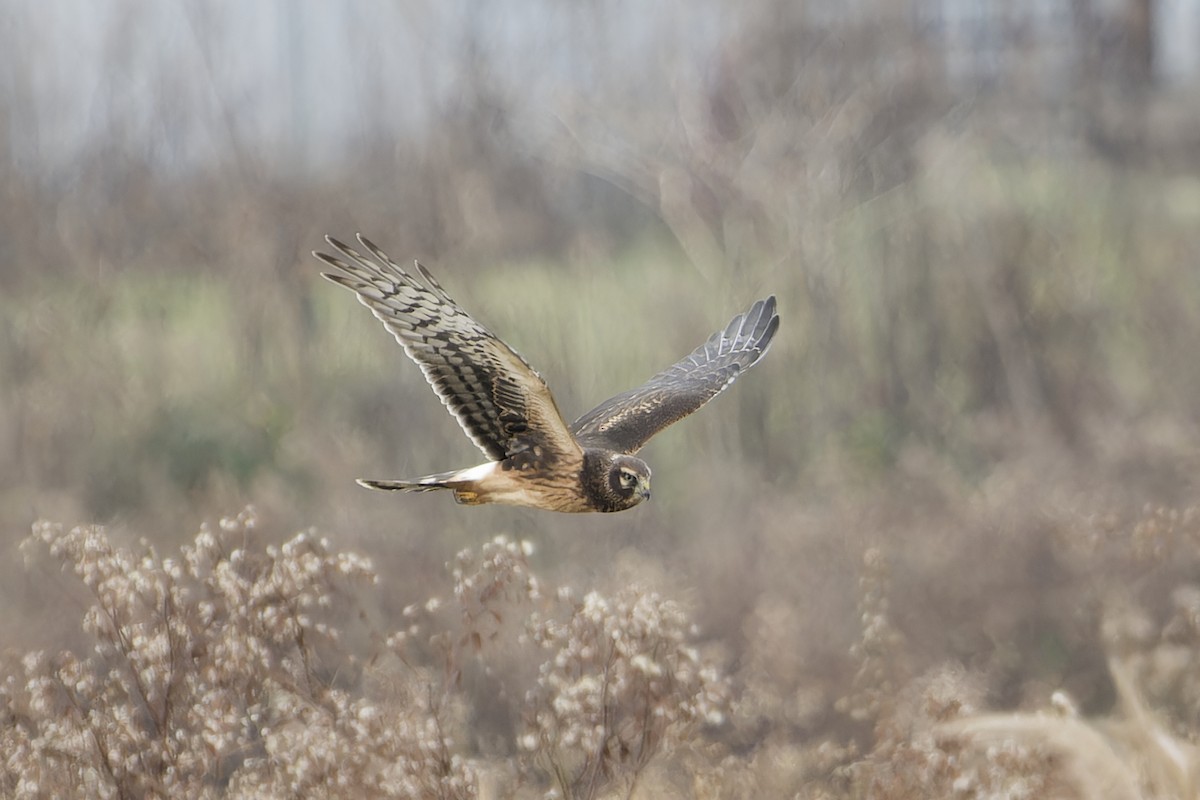 Northern Harrier - ML645601481