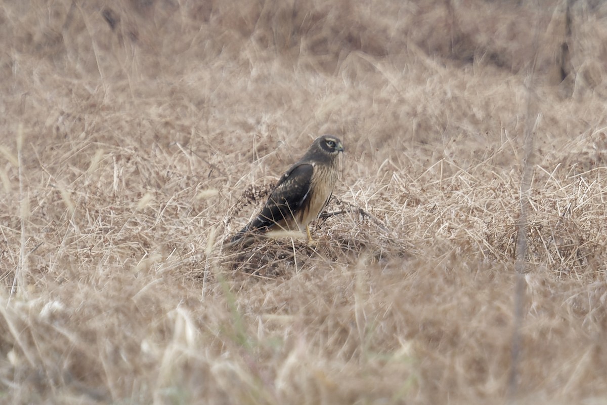 Northern Harrier - ML645601482