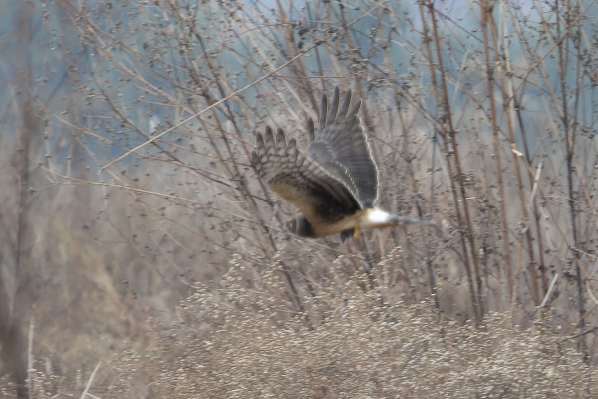 Northern Harrier - ML645601483