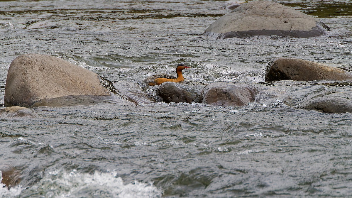 Torrent Duck - ML645601485