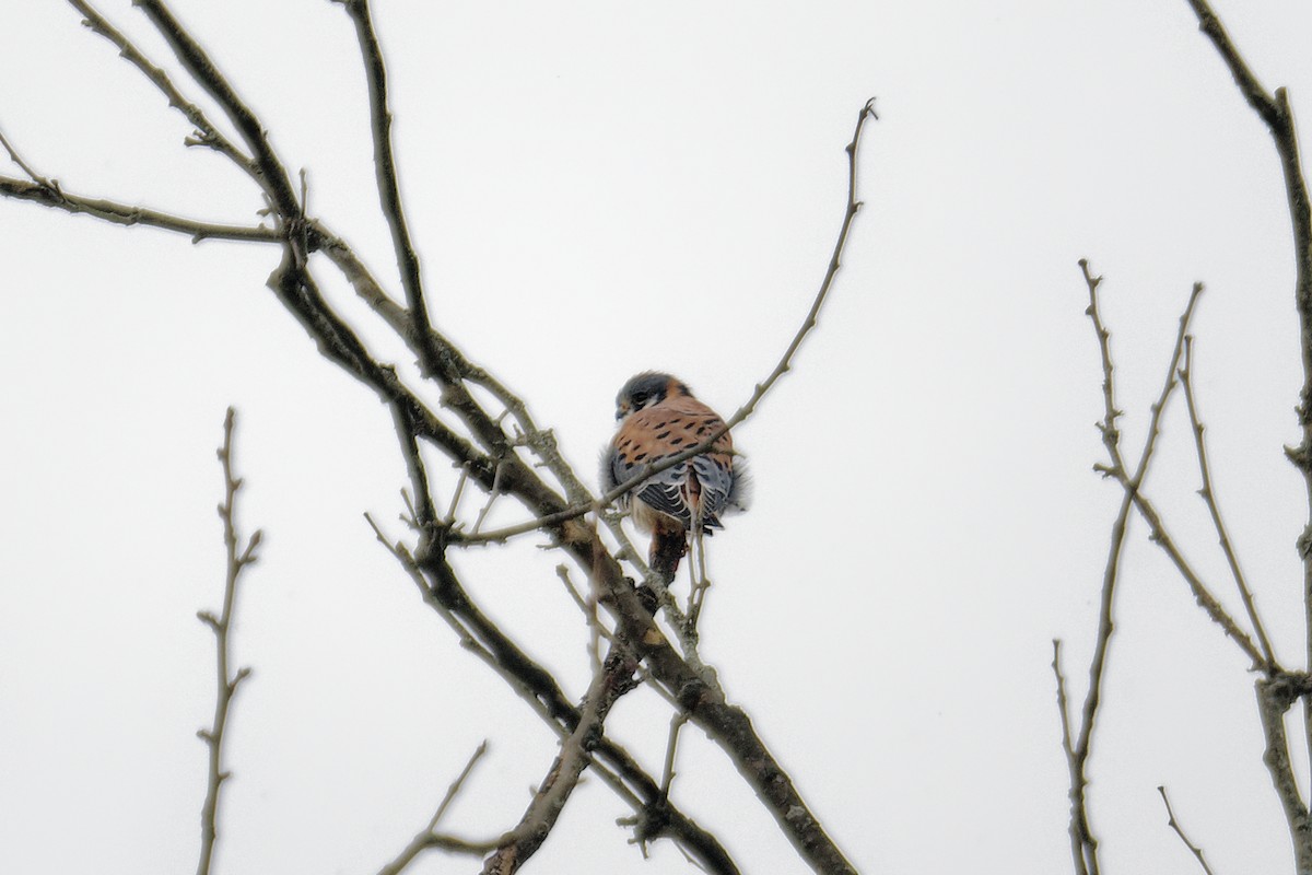 American Kestrel - ML645601489