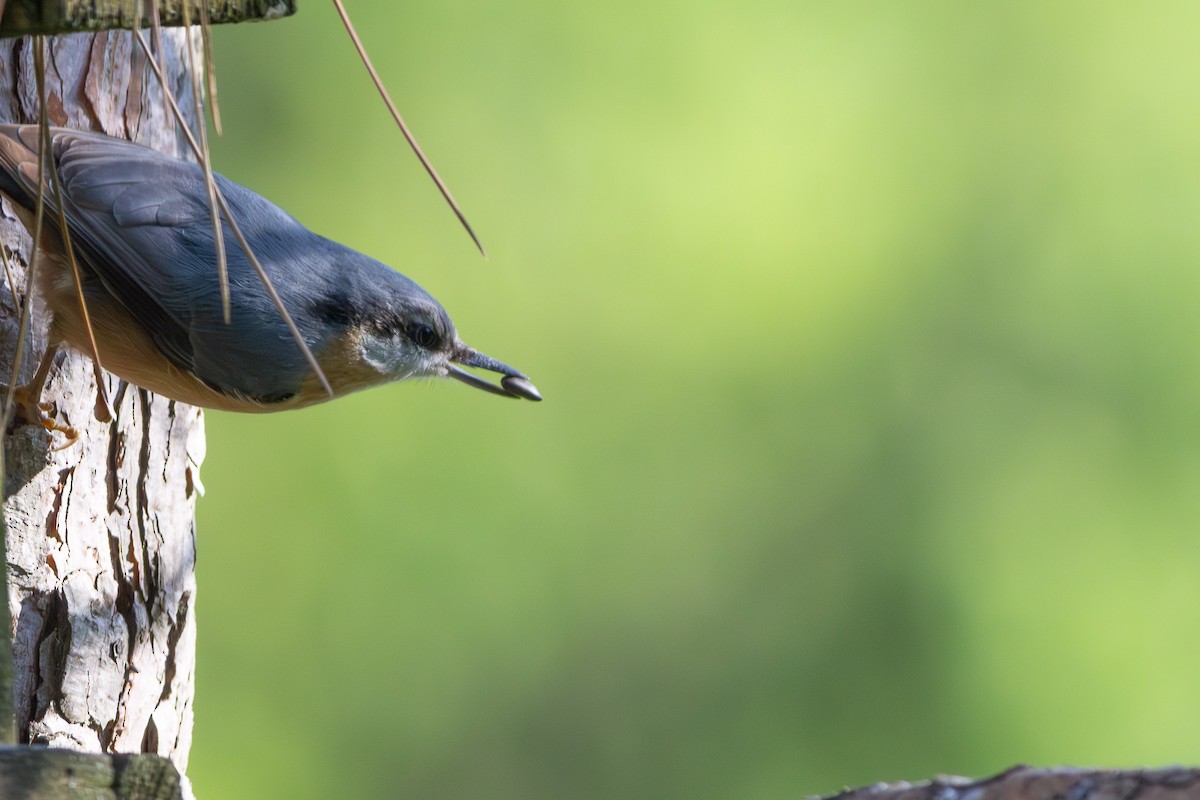 Garrapo eurasiarra - ML645601495